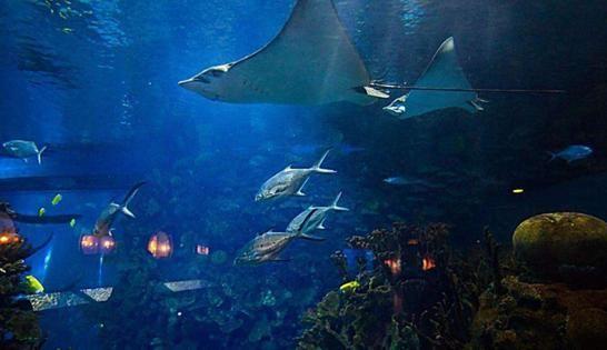 (11月26日)三部门发文调整天然气进口税收优惠政策“太阳集团tyc”(图1) 太阳成集团tyc